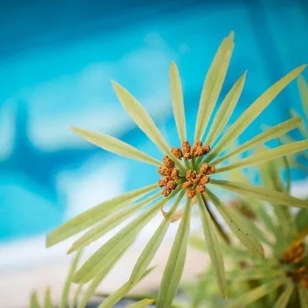 Les Feuilles D'acanthe Hotel Saint-Macaire